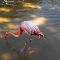 Розовый фламинго. :: Светлана Хращевская