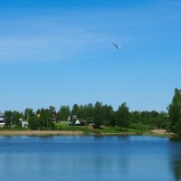 В синем небе чайка. :: Милешкин Владимир Алексеевич 