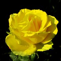 Желтая роза. :: Татаурова Лариса 