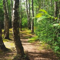 Прогулка в лесу :: Юра Викулин