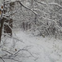 Зимний лес :: Павел Накоряков