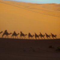 Наш караван в Сахаре :: Олег Ы