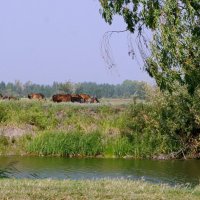 За рекой пасутся ко.... :: сергей 