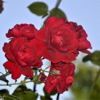 "Вдыхая розы аромат......." :: Василий Кутовой