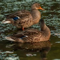 Водные процедуры :: Дмитрий Костоусов