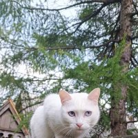 Встречный кот :: Ульяна Северинова Фотограф