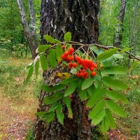 Русский лес :: Светлана Фролова