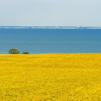 Подсолнечник... :: Влад Никишин