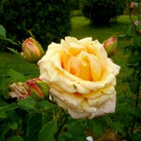 "Роза щедро дарит нам любовь..." :: Лия ☼