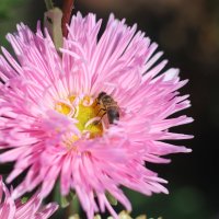 Пчёлка села на цветочек,чтобы взять пыльцы кусочек.И нектар его глотнуть.Нагрузившись к улью в путь :: Алёна Писарева