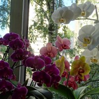 Вечер с орхидеями! :: Anna-Sabina Anna-Sabina