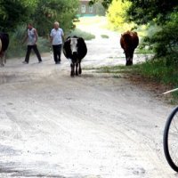 Вечер. Шапкино. :: Светлана 