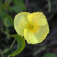 sun-flower :: vusovich oleg