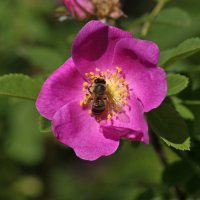 canker-rose :: vusovich oleg