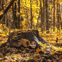 Осенний пень :: Эльвина Доронина