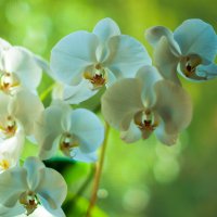 Orchid :: Наталия Ботвиньева