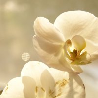 Орхидея :: Dasha Ald