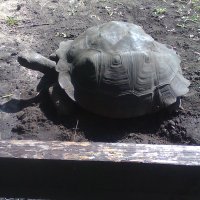Черепаха Сима. :: rimma ilina 