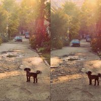 Собака на прогулке ранним утром :: Настя Емельянцева