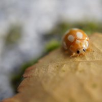 макромир :: Дмитрий Ш.