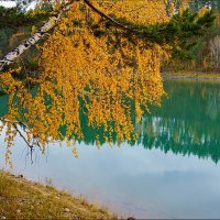 Нижняя Катунь. Бирюза в золоте :: Виктор Четошников