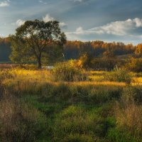 Дерево у озера. :: Andrei Dolzhenko