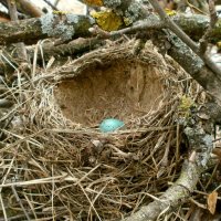 брошеное гнездо :: Taras 