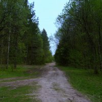 Дорога в весеннем лесу :: Владимир 