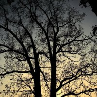 Дерево на закате. :: Виктория Александровна