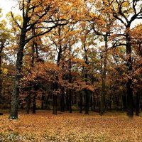 Осенний лес. :: Виктория Александровна