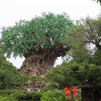 Окультуренный, отдекорированный баобаб, в центре Animal Kingdom :: Яков Геллер