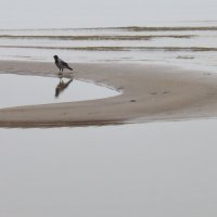 Ворона и море. :: rimma ilina 