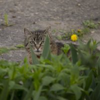 Котейка :: Богдан Петренко