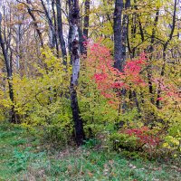 Осень в лесу :: Юрий Стародубцев