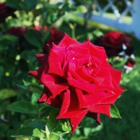 красная роза :: Ира Днепровская