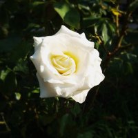 белая роза :: Ира Днепровская