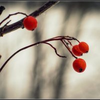 Всё отцвело, созрело и замёрзло :: Василий Хорошев