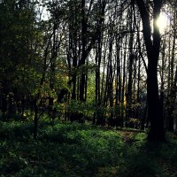 лес :: Ekaterinous 