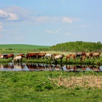 У деревенского пруда. :: Наталья Юрова