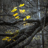 Без названия :: Андрей Гусев