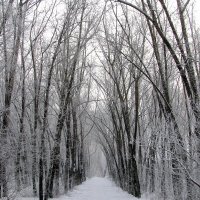 Парк зимой :: Валентина Крылова