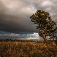 Кедр и Снег :: Евгения Вишнякова