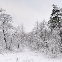 Зимний лес, подмосковье :: Aleks 