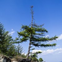 Лиственница :: Светлана Воробьёва