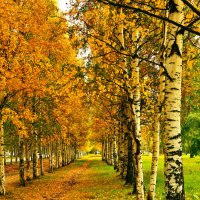 осенний парк :: Альберт Сархатов