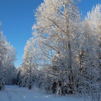 Зимний лес :: Наталья Запольских