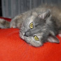 Наша кошка Мышка... :: Jelena Volkova