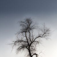 Дерево :: Григорий Осипенко