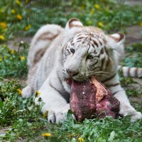 Годовалый лигрёнок [выводок 2012 года] :: Антон Банков