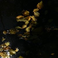 Осень :: Ольга Самарина